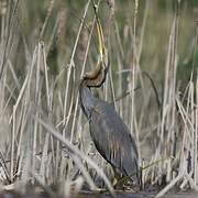 Purple Heron