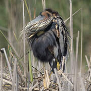 Purple Heron