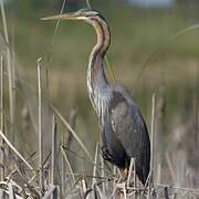 Purple Heron