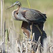 Purple Heron