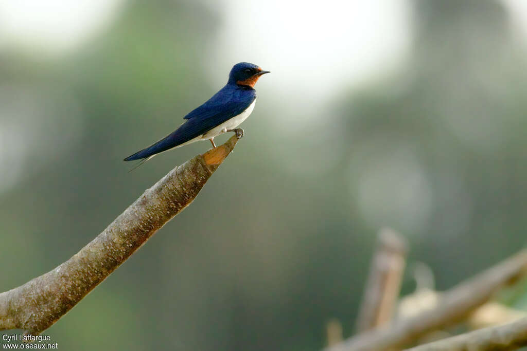 Hirondelle de Guinéeadulte, identification