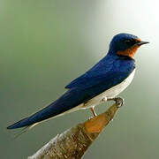 Red-chested Swallow