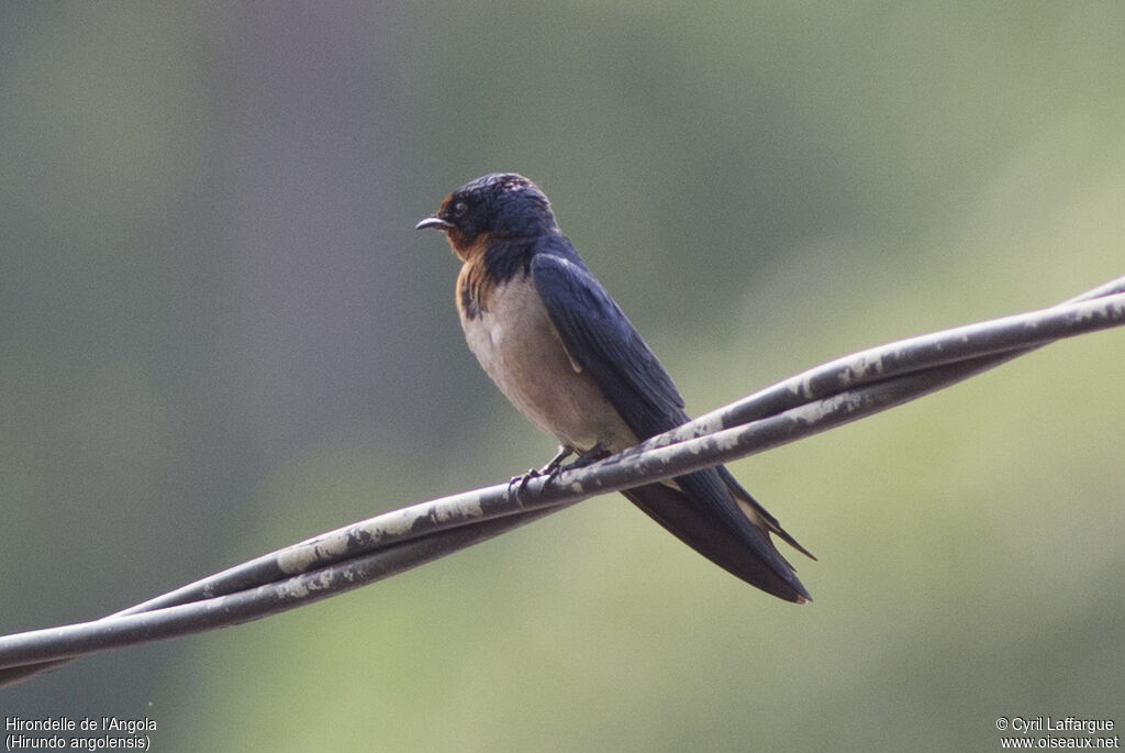 Angolan Swallow