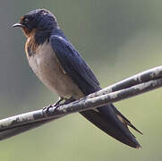 Angolan Swallow