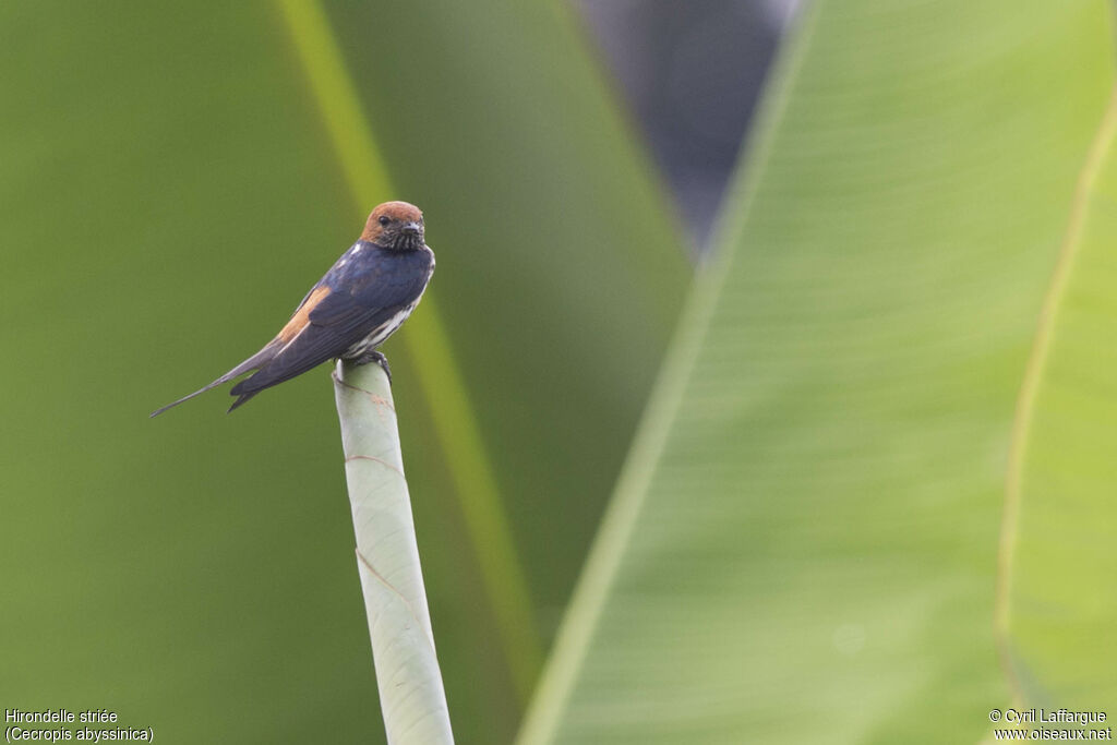 Lesser Striped Swallow