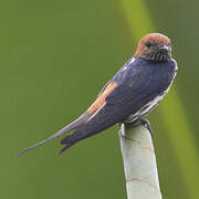 Lesser Striped Swallow