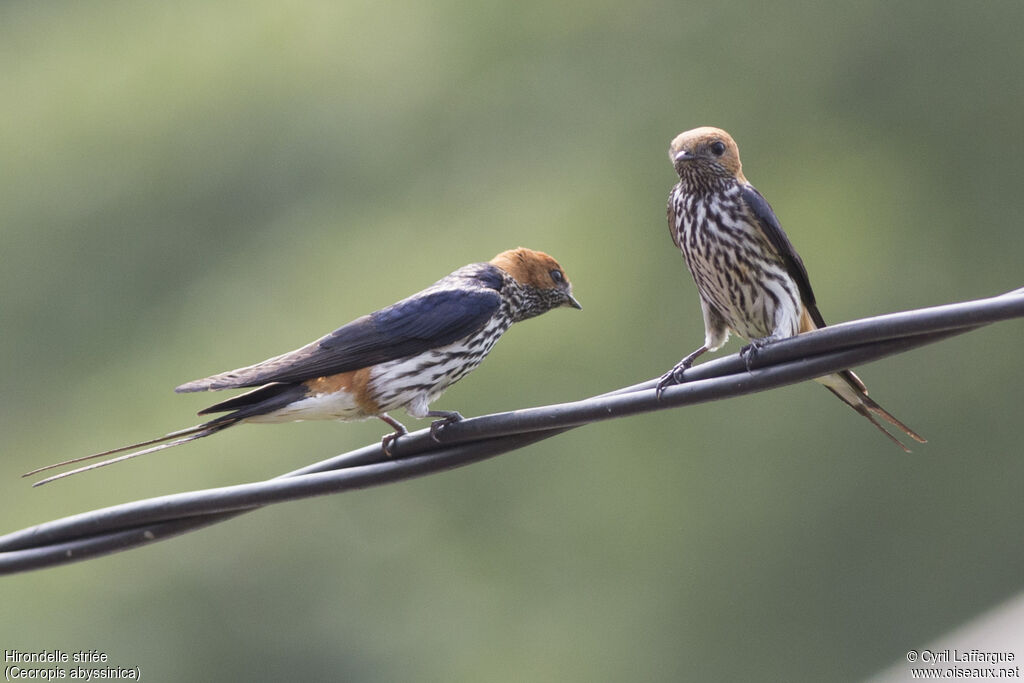 Lesser Striped Swallow