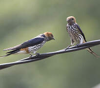 Lesser Striped Swallow