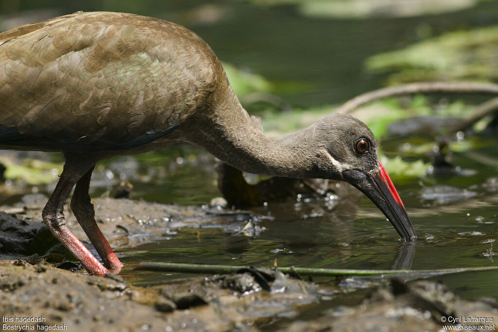 Hadada Ibis