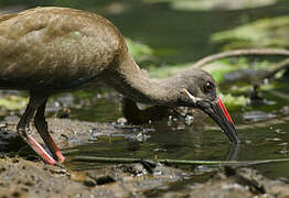 Hadada Ibis