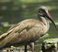 Hadada Ibis