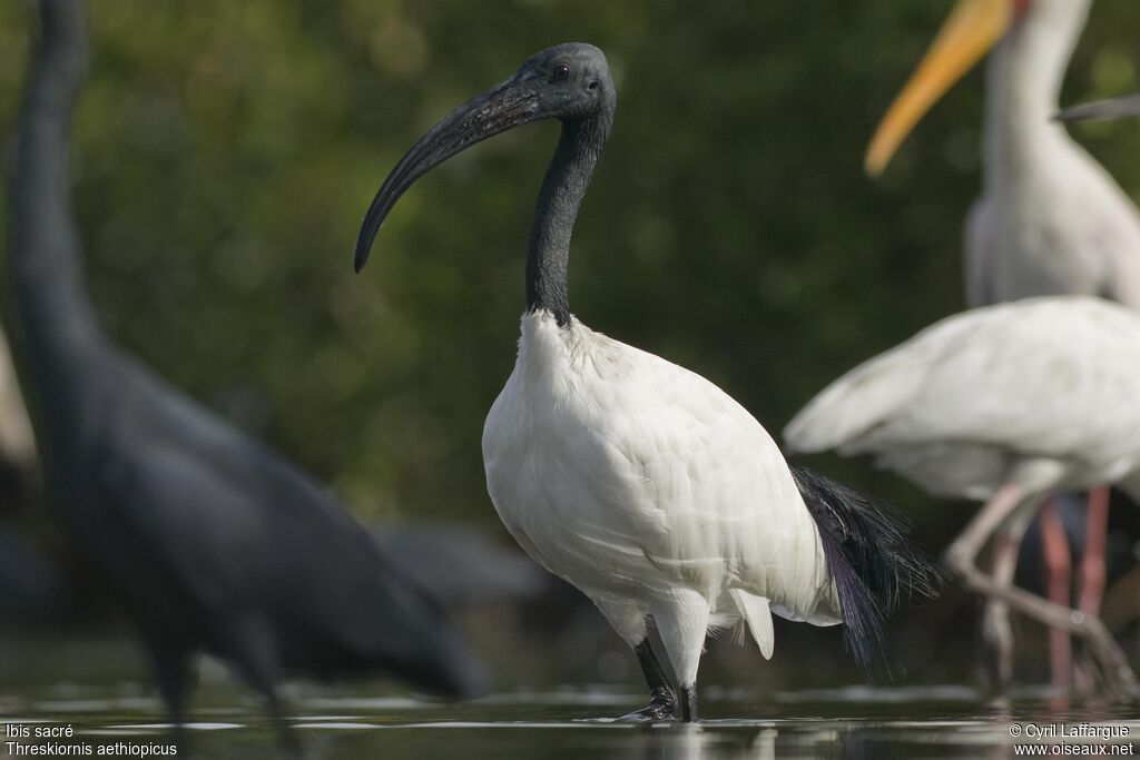 African Sacred Ibisadult, identification