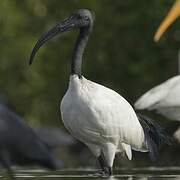 African Sacred Ibis