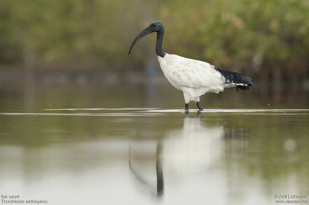 African Sacred Ibisadult, identification