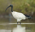 Ibis sacré