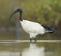 African Sacred Ibis