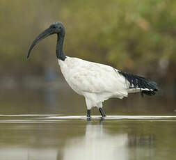 Ibis sacré