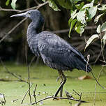 Aigrette ardoisée