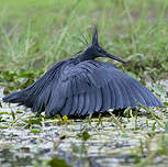 Aigrette ardoisée