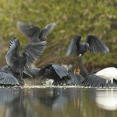 Aigrette ardoisée
