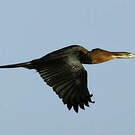 Anhinga d'Afrique