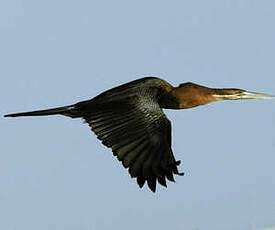 Anhinga d'Afrique