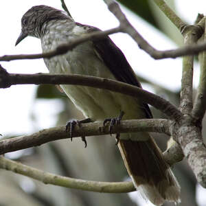 Bulbul des raphias