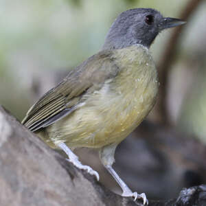 Bulbul fourmilier