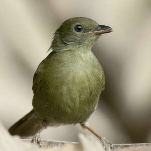 Bulbul verdâtre