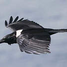 Corbeau pie