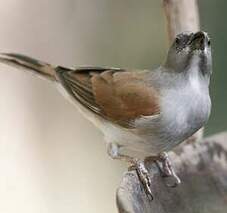 Moineau gris