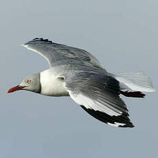 Mouette à tête grise