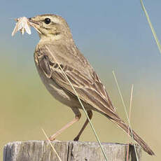 Pipit rousseline