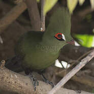 Touraco vert