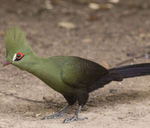 Touraco vert