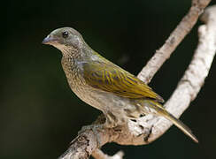 Spotted Honeyguide