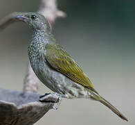 Spotted Honeyguide