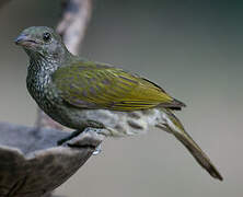 Spotted Honeyguide