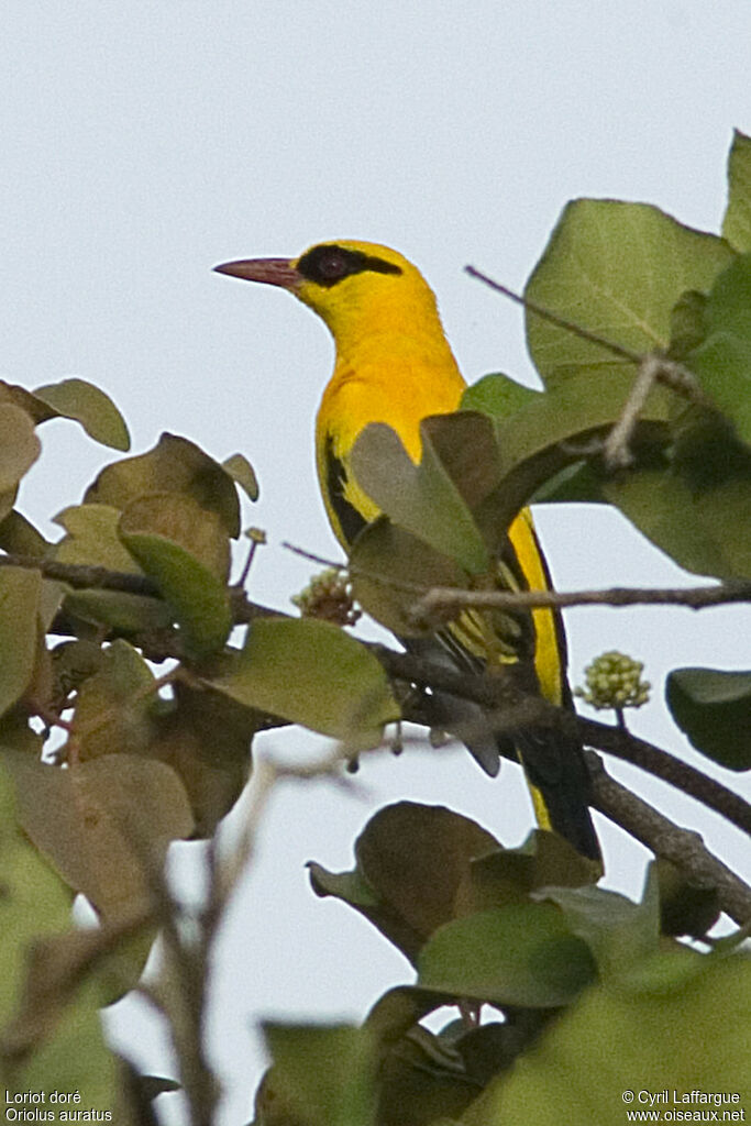 Loriot doré mâle adulte, identification