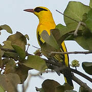 African Golden Oriole