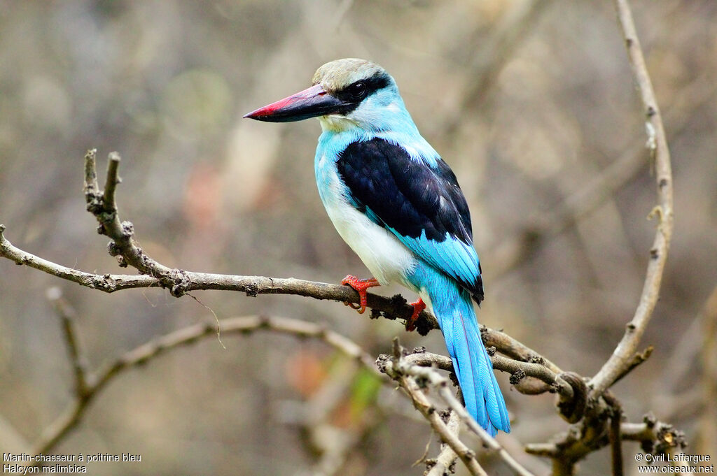 Blue-breasted Kingfisher