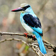 Blue-breasted Kingfisher