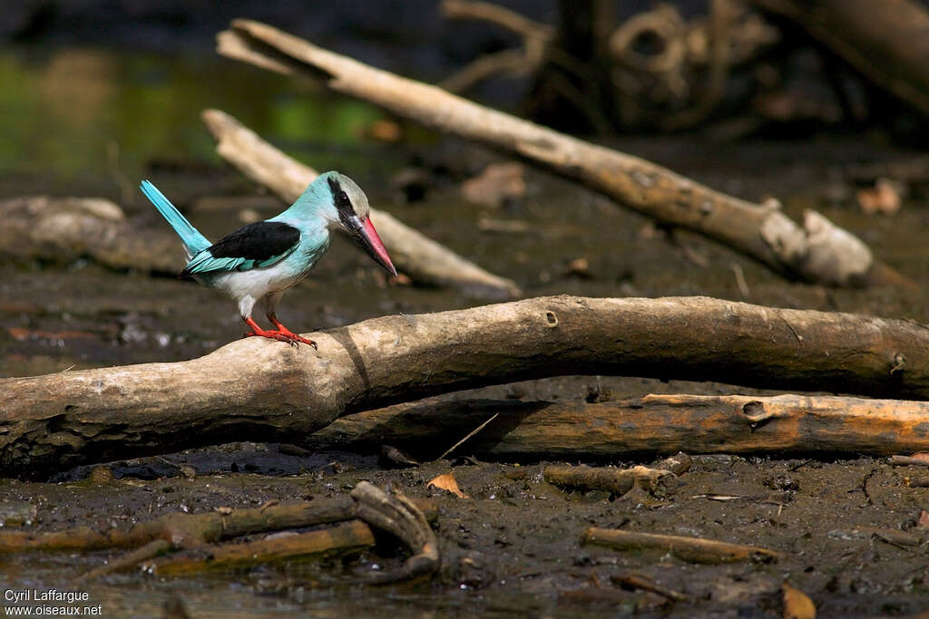 Blue-breasted Kingfisheradult, Behaviour