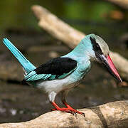 Blue-breasted Kingfisher