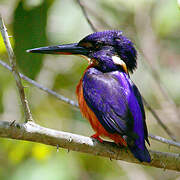 Shining-blue Kingfisher