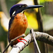 Shining-blue Kingfisher