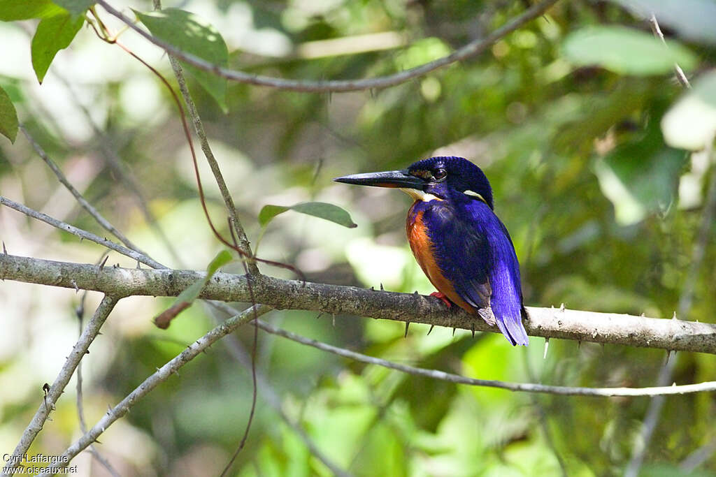 Shining-blue Kingfisheradult, identification