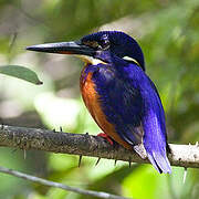 Shining-blue Kingfisher