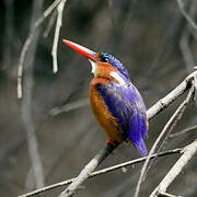 Malachite Kingfisher