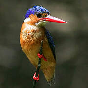 Malachite Kingfisher